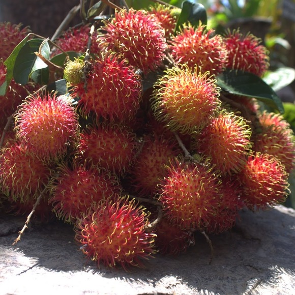 Meet your Posher, Suzanne - Picture 1 of 1